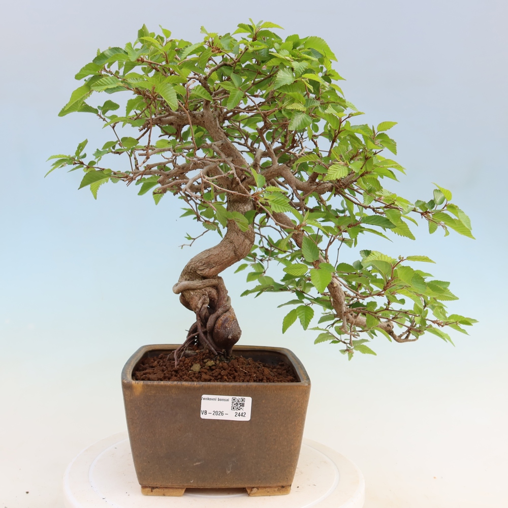 Venkovní bonsai -Carpinus Coreana - Habr korejský