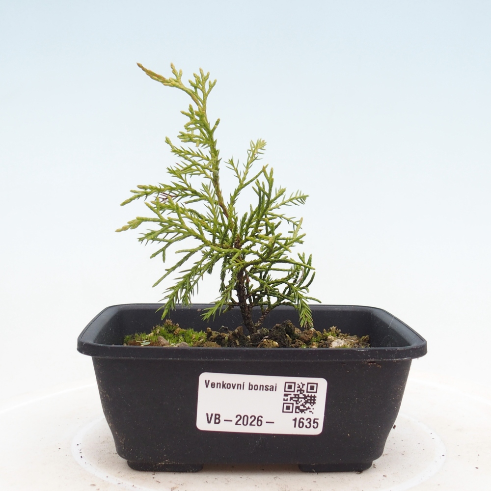 Venkovní bonsai - Juniperus chinensis Itoigawa -Jalovec čínský