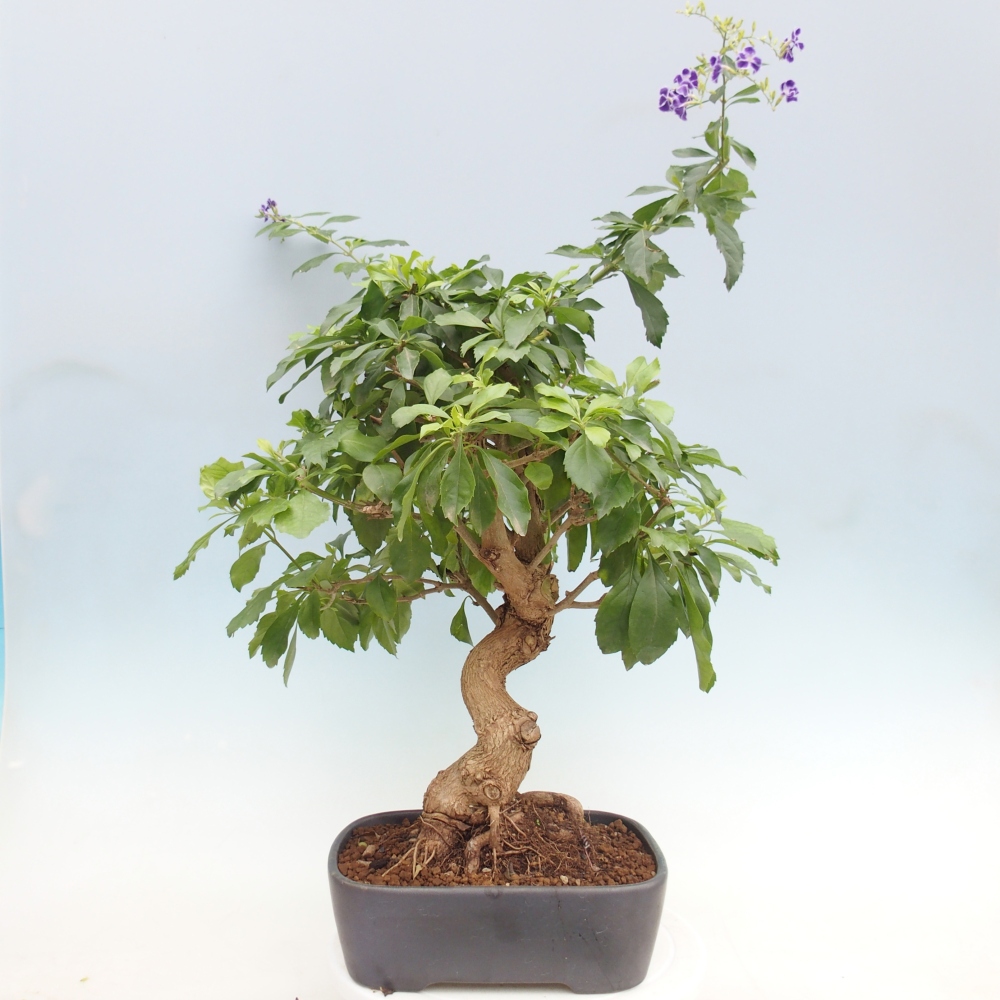 Pokojová bonsai - Duranta  repens -Duranta
