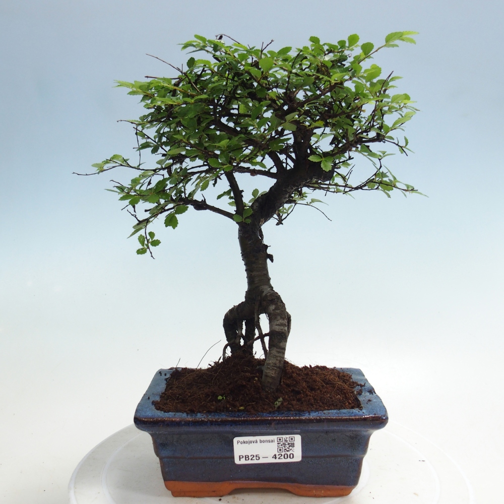Pokojová bonsai - Ulmus parvifolia - Malolistý jilm
