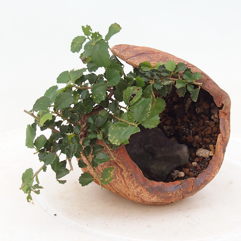 Pokojová bonsai - Grewia sp. - Grewie malolistá