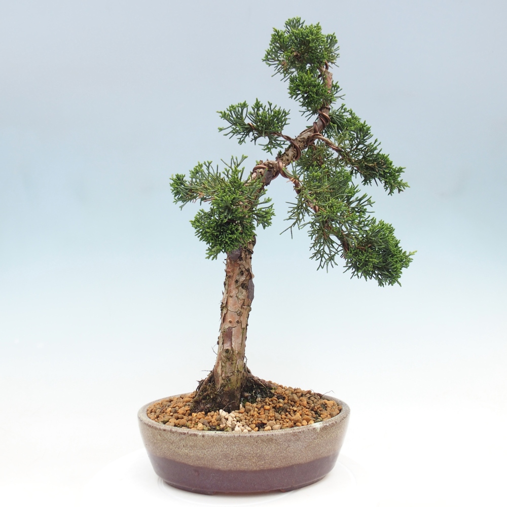 Venkovní bonsai - Juniperus chinensis Kishu -Jalovec čínský