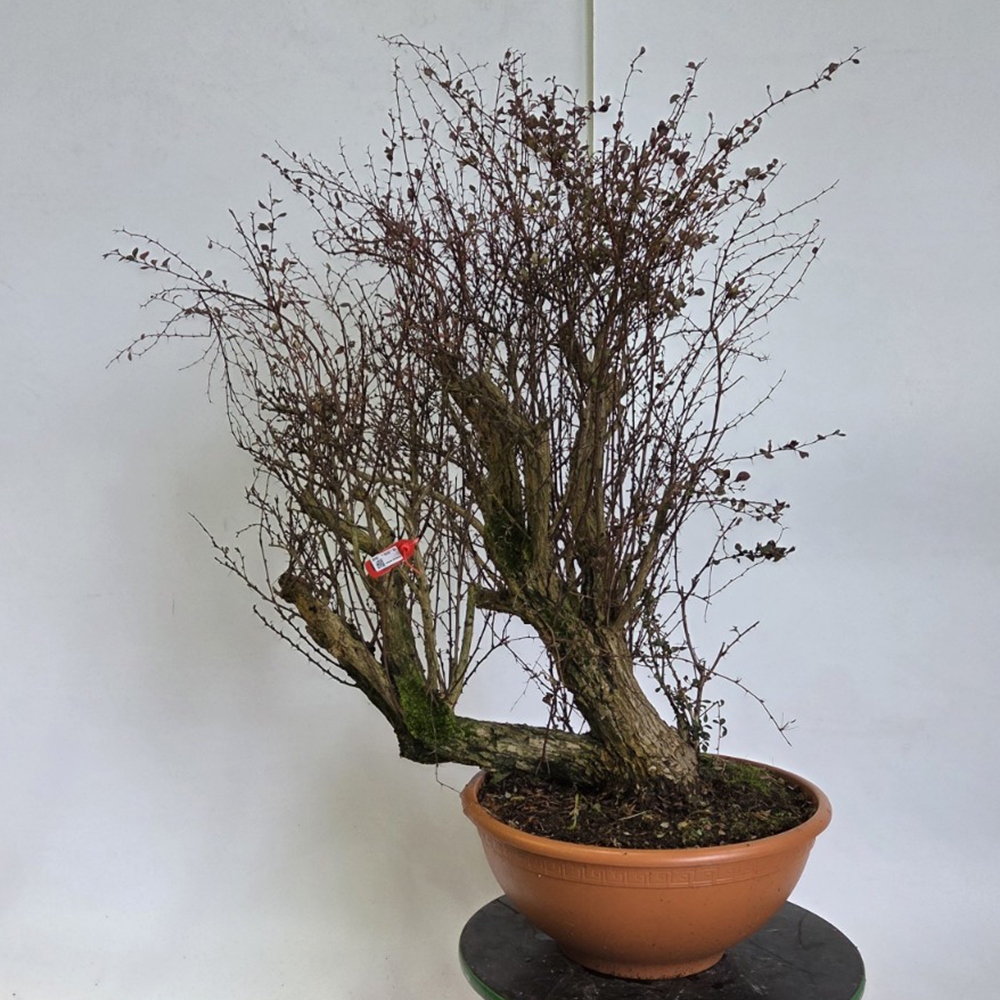 Venkovní bonsai - Dřišťál - Berberis thunbergii atropurpurea