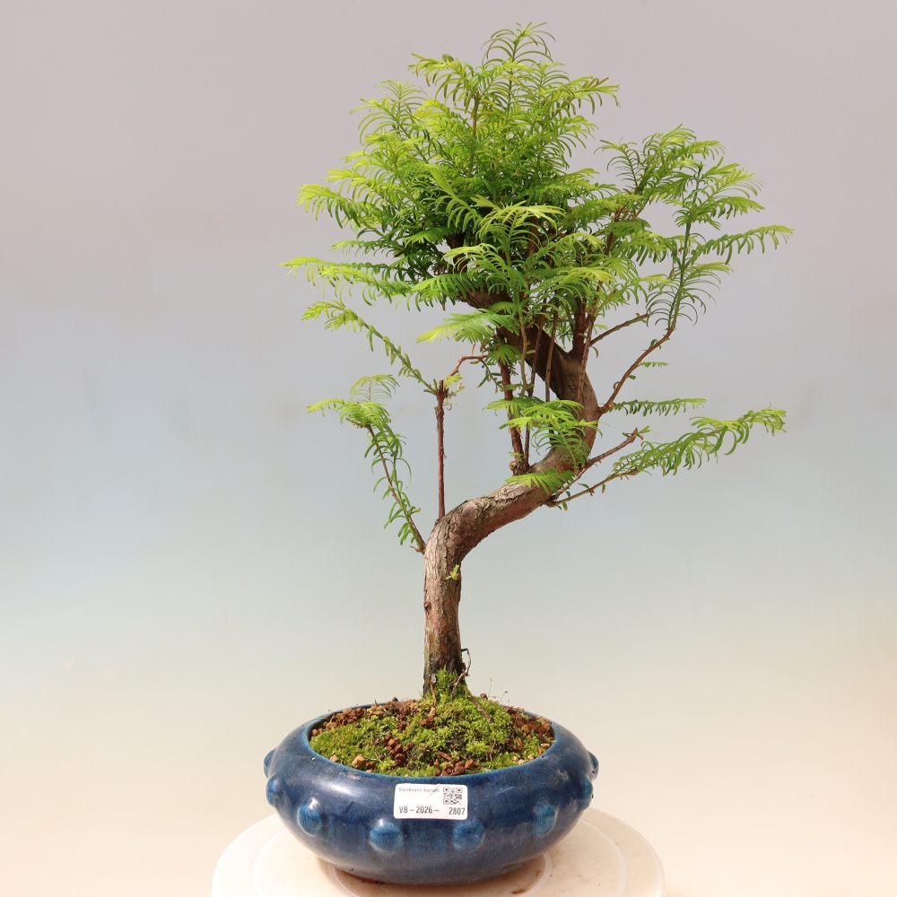 Venkovní bonsai - Metasequoia glyptostroboides - Metasekvoje čínská 