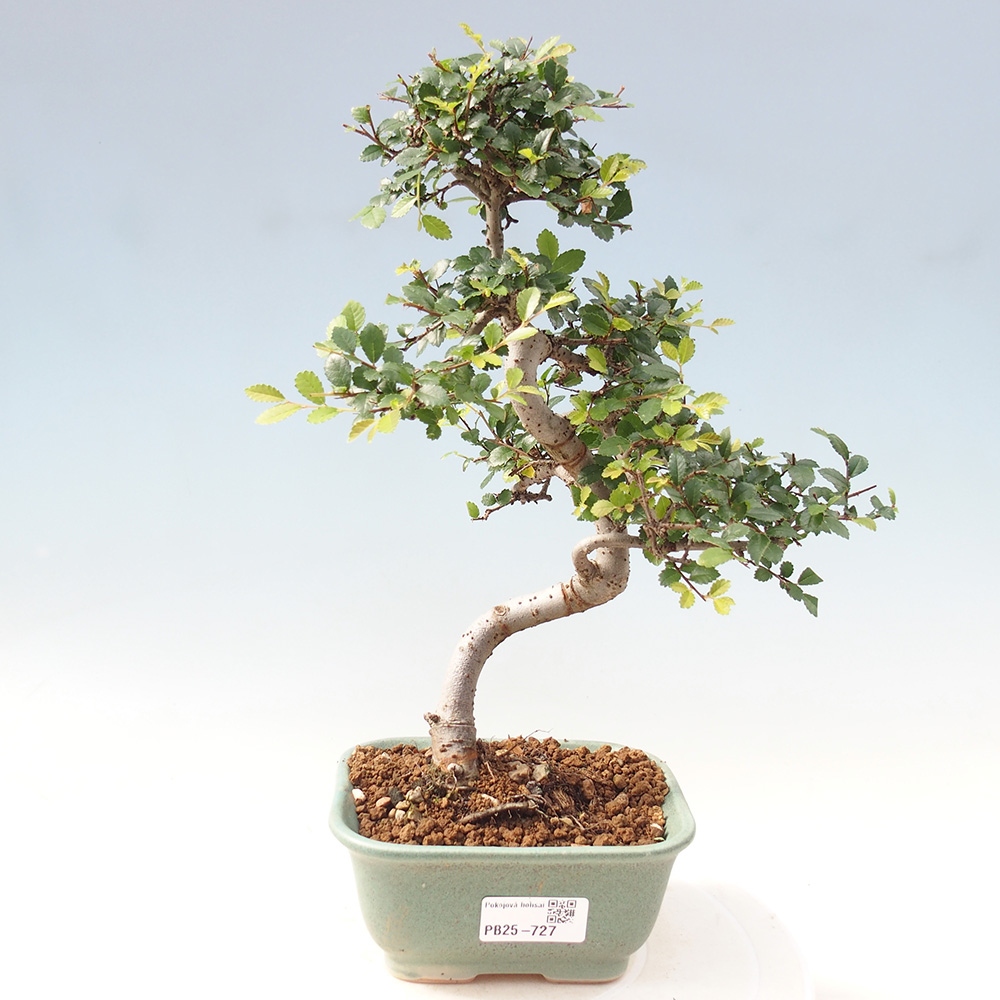 Pokojová bonsai-Malolistý jilm 