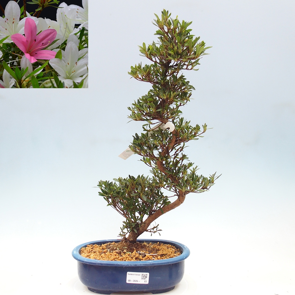 Venkovní bonsai - Japonská azalka - Azalea Hakurin