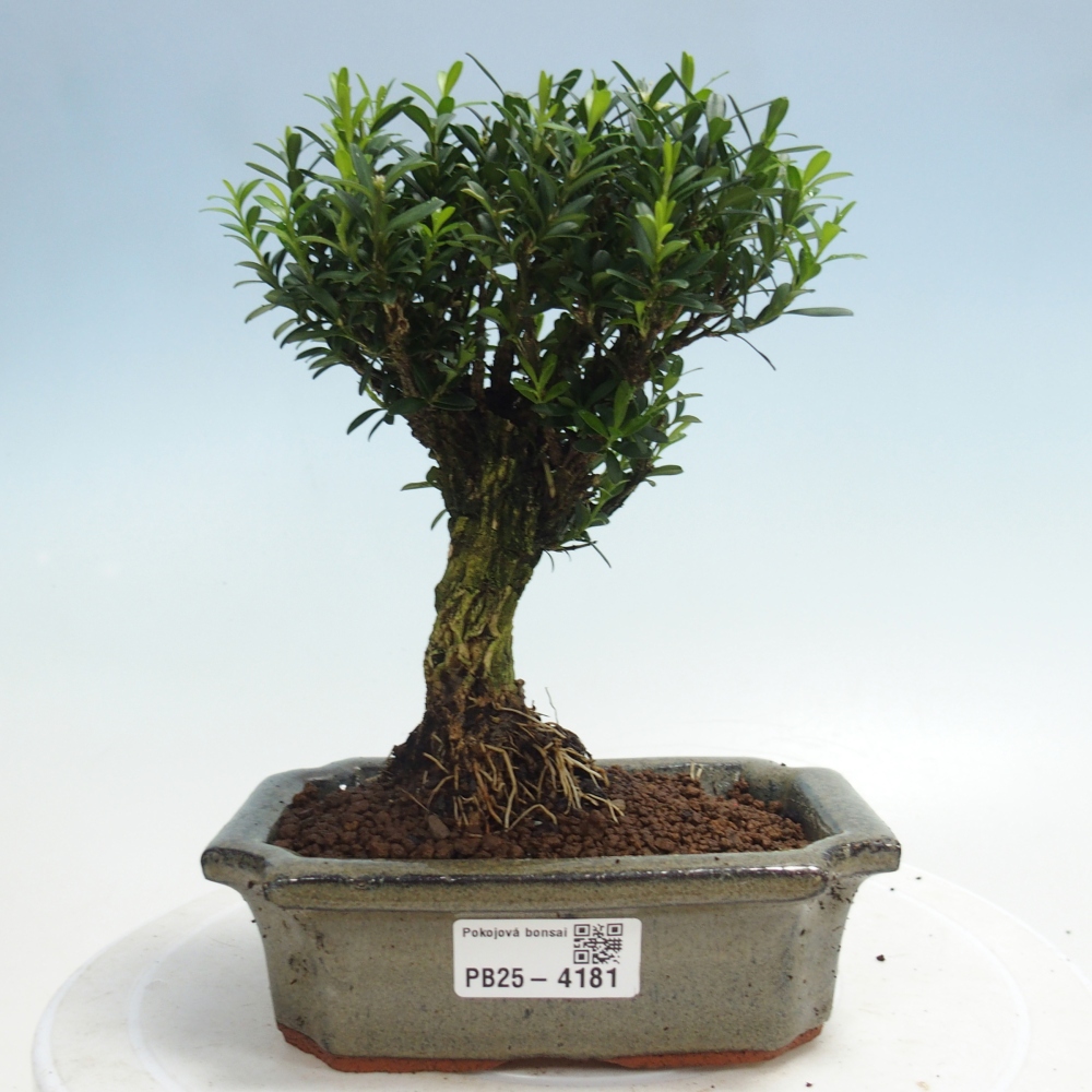 Pokojová bonsai - Buxus harlandii -korkový buxus