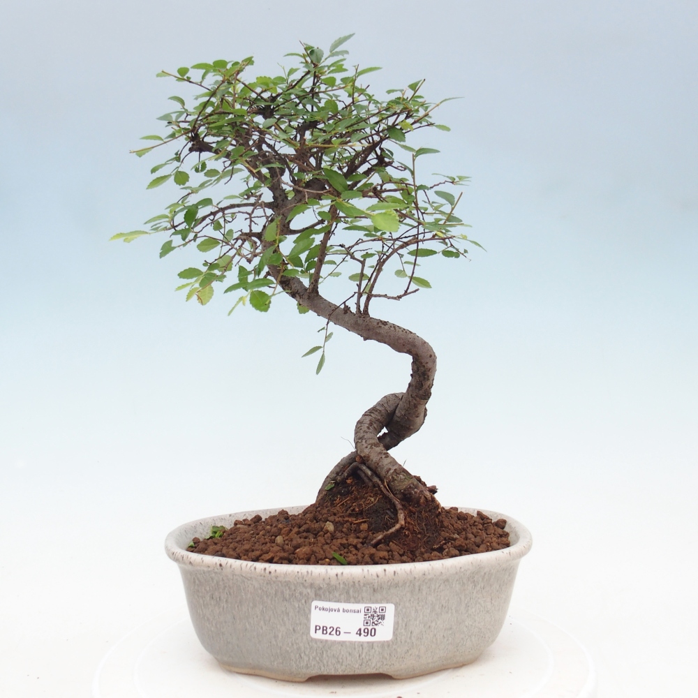 Pokojová bonsai - Ulmus parvifolia - Malolistý jilm