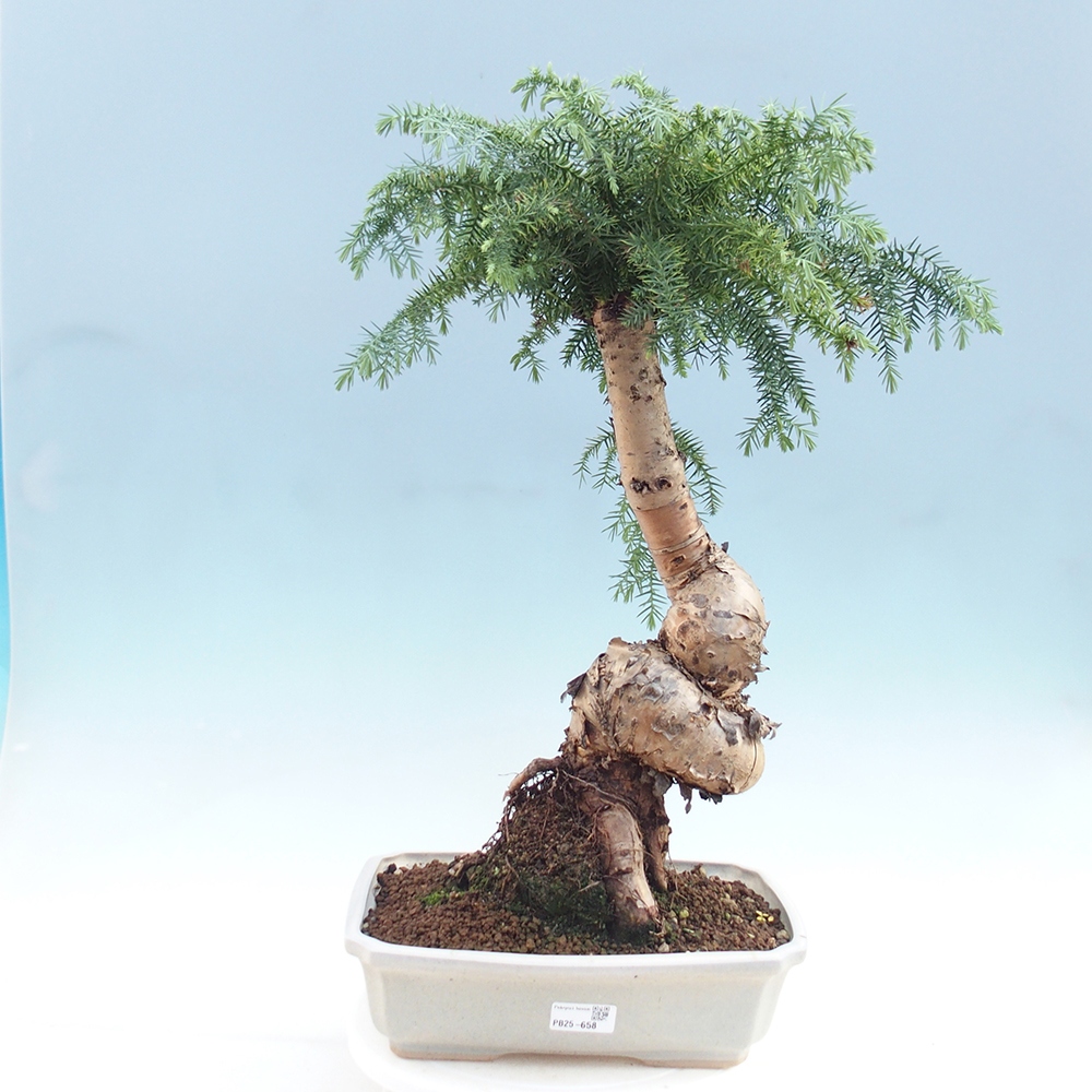 Pokojová bonsai - Araukarie - pokojový smrček