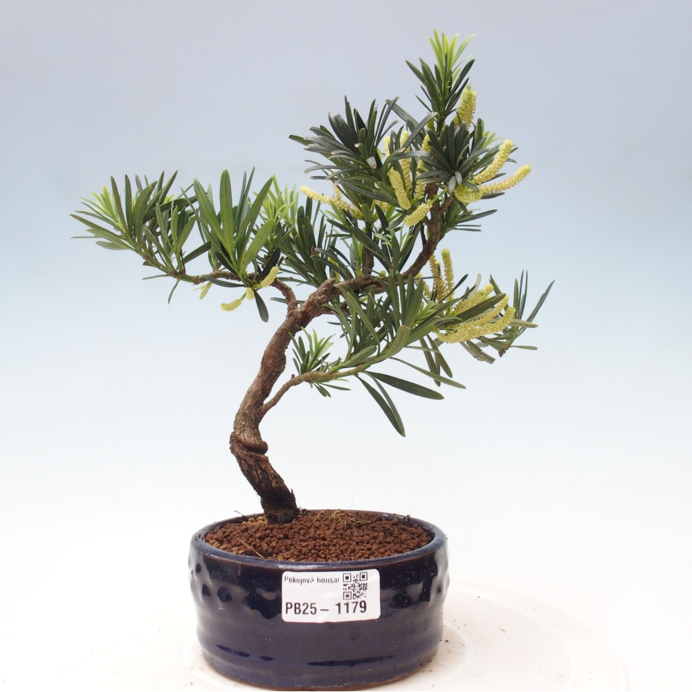 Pokojová bonsai - Podocarpus - Kamenný tis