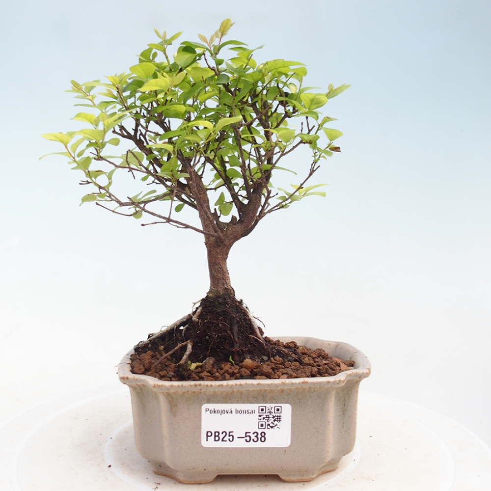Pokojová bonsai - Sagerécie thea - Sagerécie thea