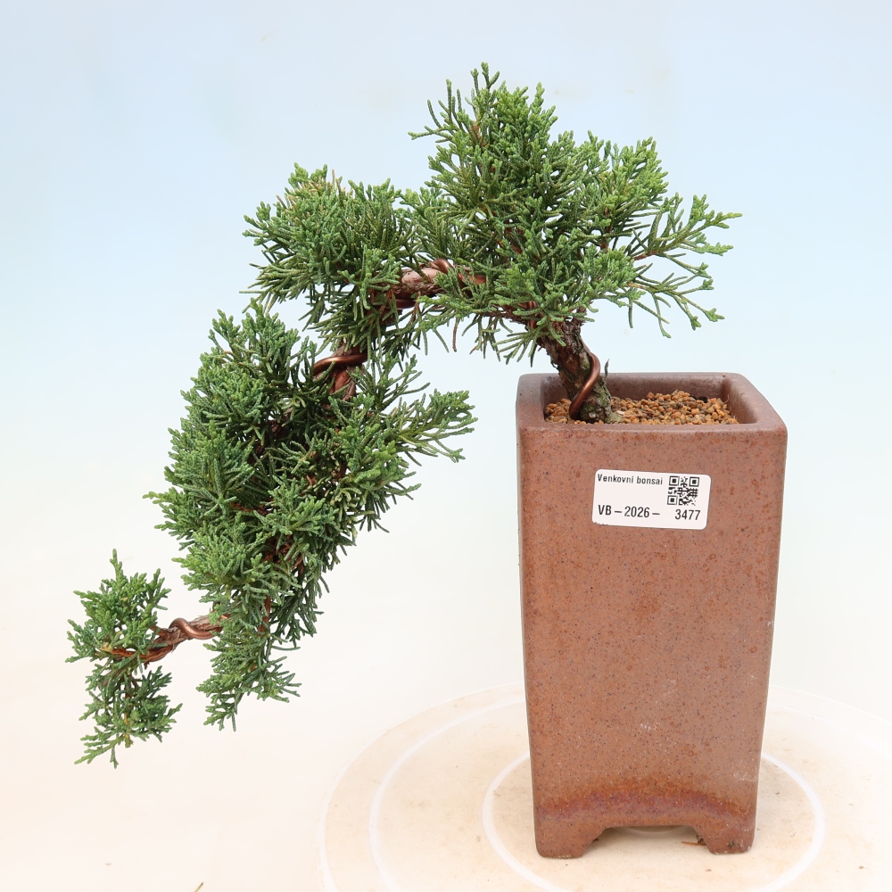 Venkovní bonsai - Juniperus chinensis Kishu -Jalovec čínský