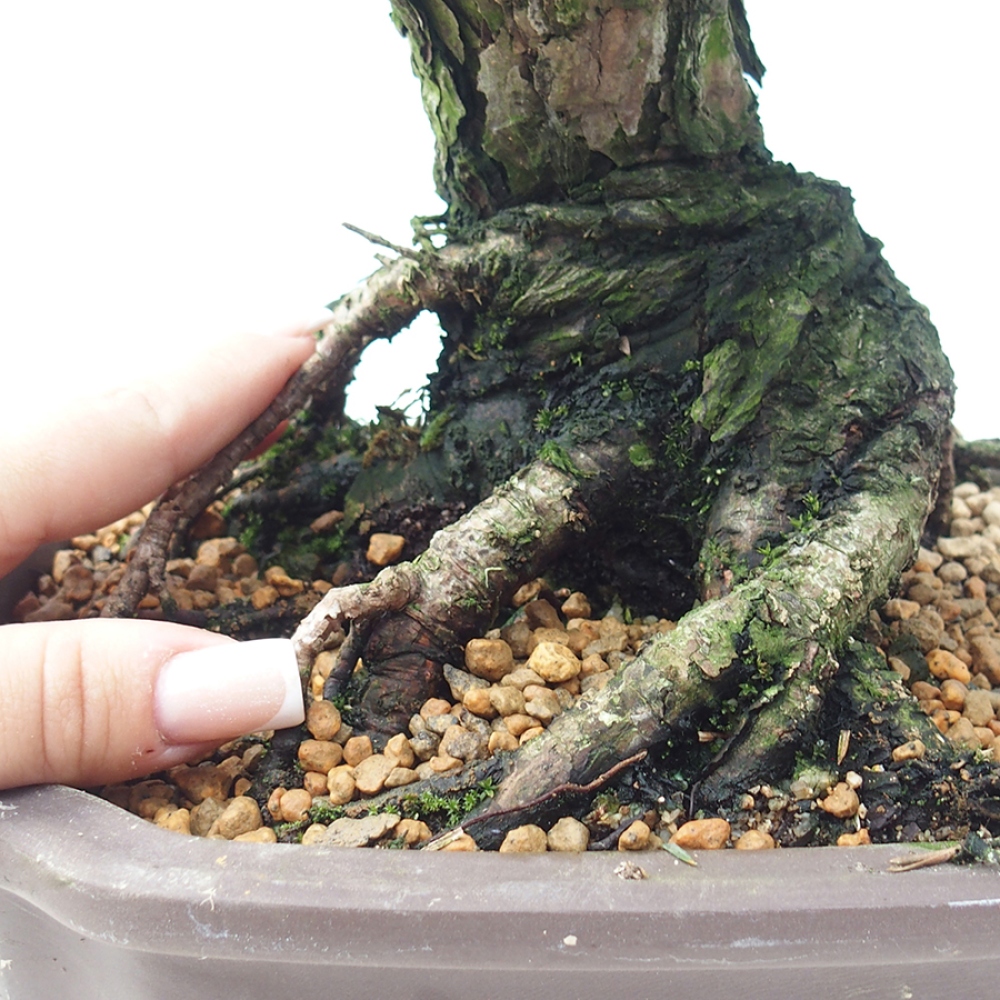 Venkovní bonsai - Pinus thunbergii Kotobuki - Borovice thunbergova