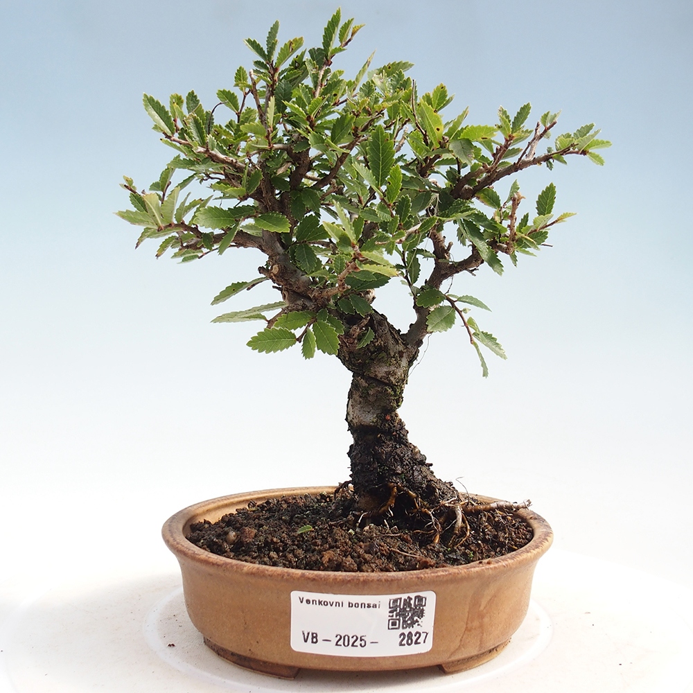 Venkovní bonsai - Zelkova - Zelkova NIRE