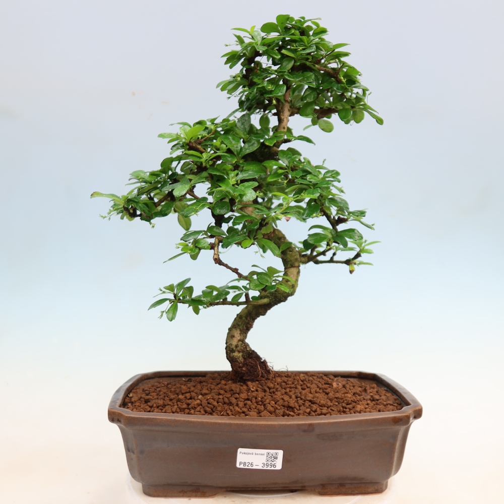 Pokojová bonsai - Carmona macrophylla - Čaj fuki