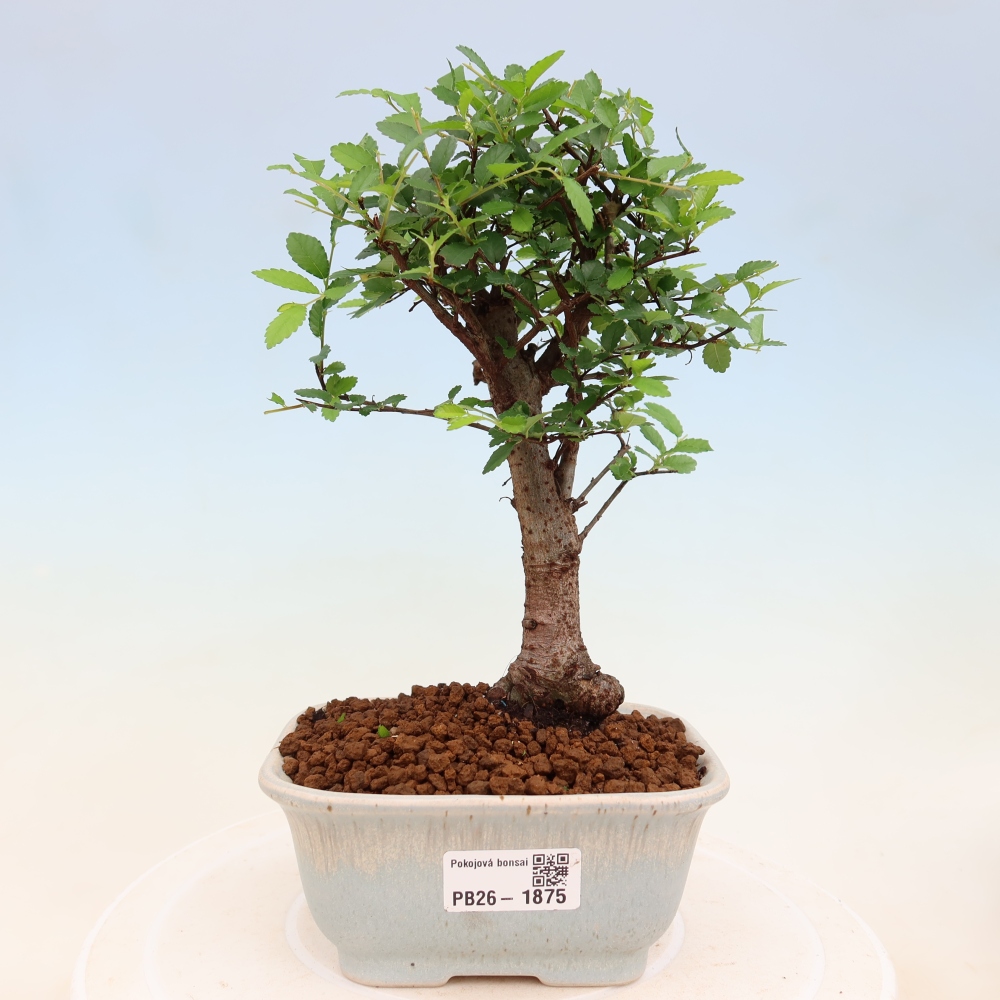 Pokojová bonsai - Ulmus parvifolia - Malolistý jilm