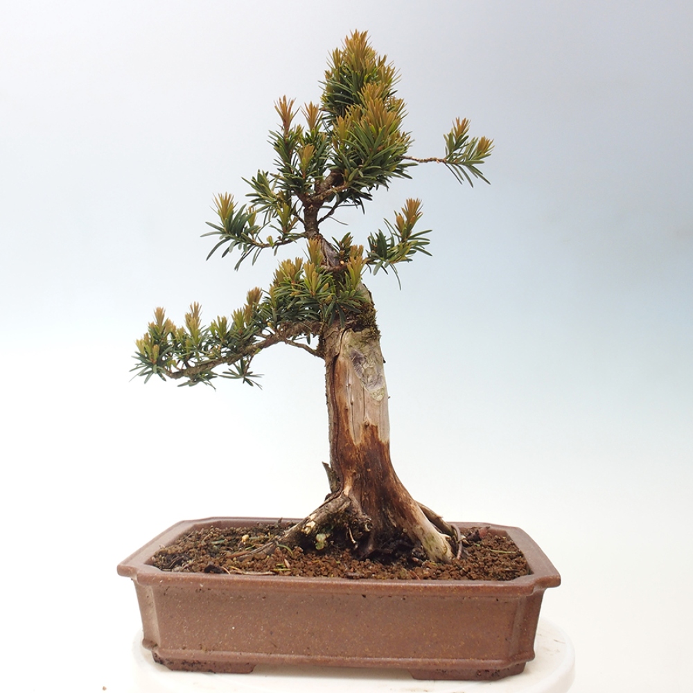 Venkovní bonsai - Taxus cuspidata  - Tis japonský