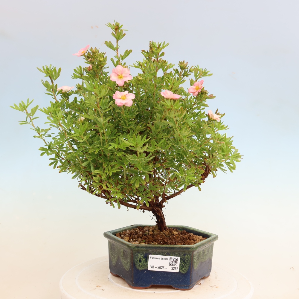 Venkovní bonsai-Mochna křovitá - Potentila fruticosa Bellissima