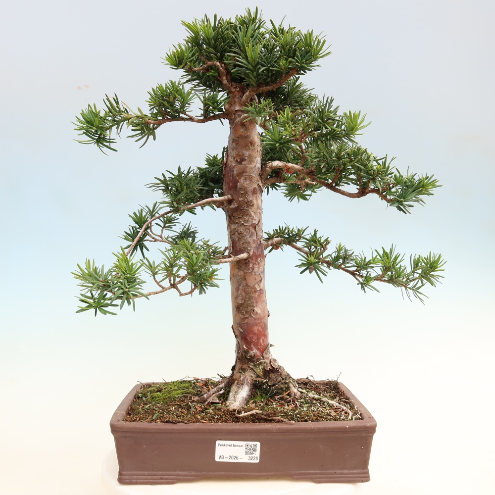 Venkovní bonsai - Taxus cuspidata  - Tis japonský