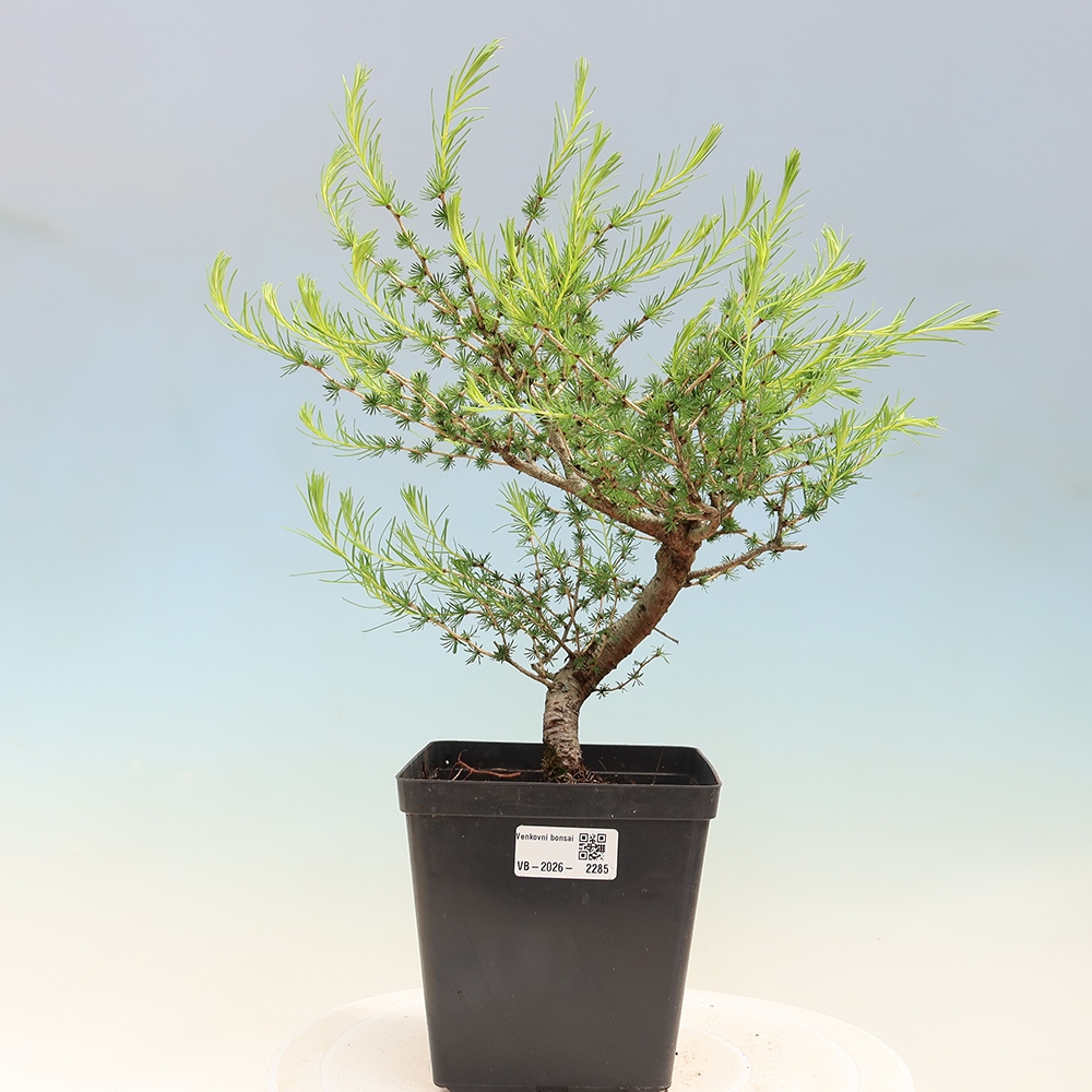 Venkovní bonsai -Larix decidua - Modřín opadavý 