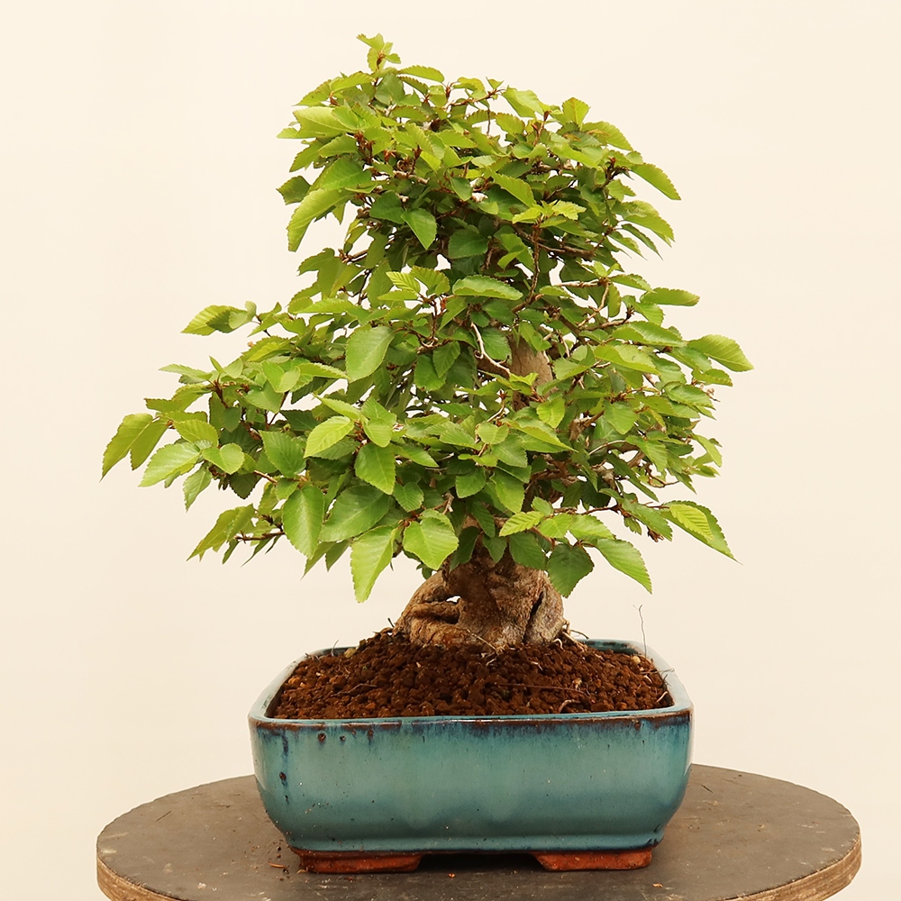 Venkovní bonsai -Carpinus Coreana - Habr korejský