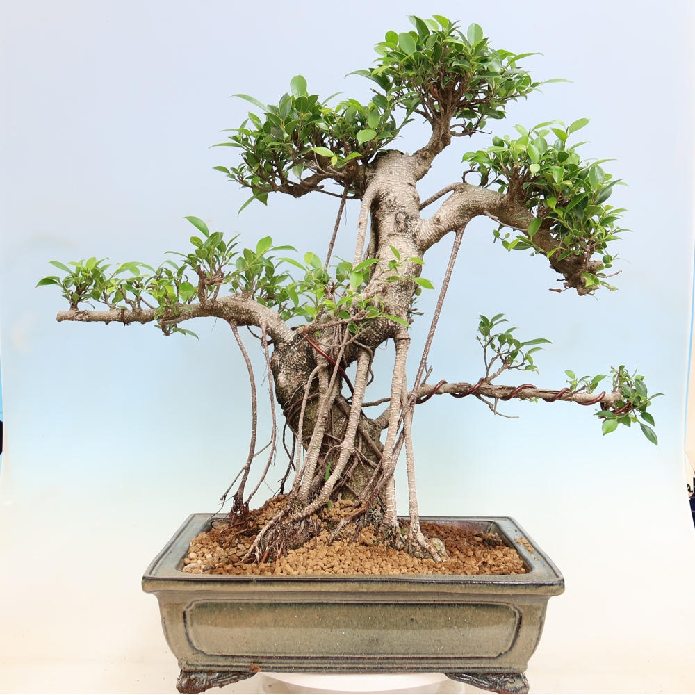 Pokojová bonsai - Ficus kimmen -  malolistý fíkus