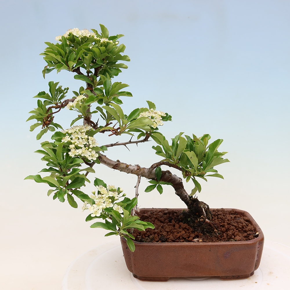 Venkovní bonsai - Pyracantha teton - Hlohyně šarlatová