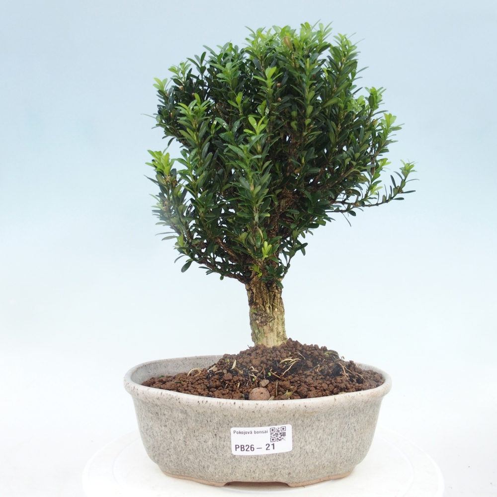 Pokojová bonsai - Buxus harlandii - korkový buxus