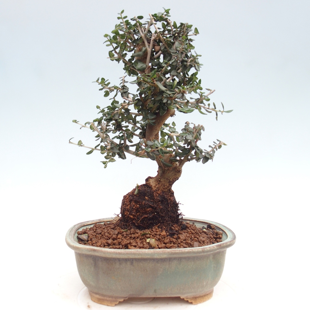 Pokojová bonsai - Olea europaea sylvestris -Oliva evropská drobnolistá