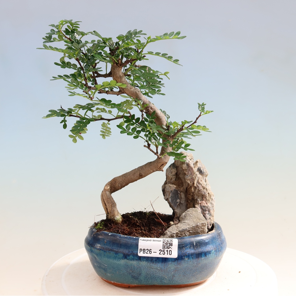 Pokojová bonsai - Zantoxylum piperitum - Pepřovník