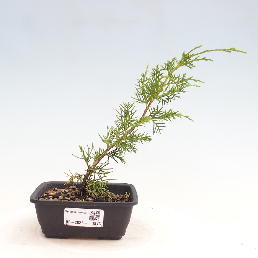 Venkovní bonsai - Juniperus chinensis Itoigawa -Jalovec čínský