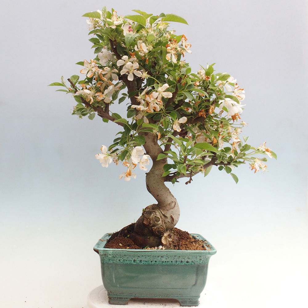 Venkovní bonsai -Malus halliana - Maloplodá jabloň