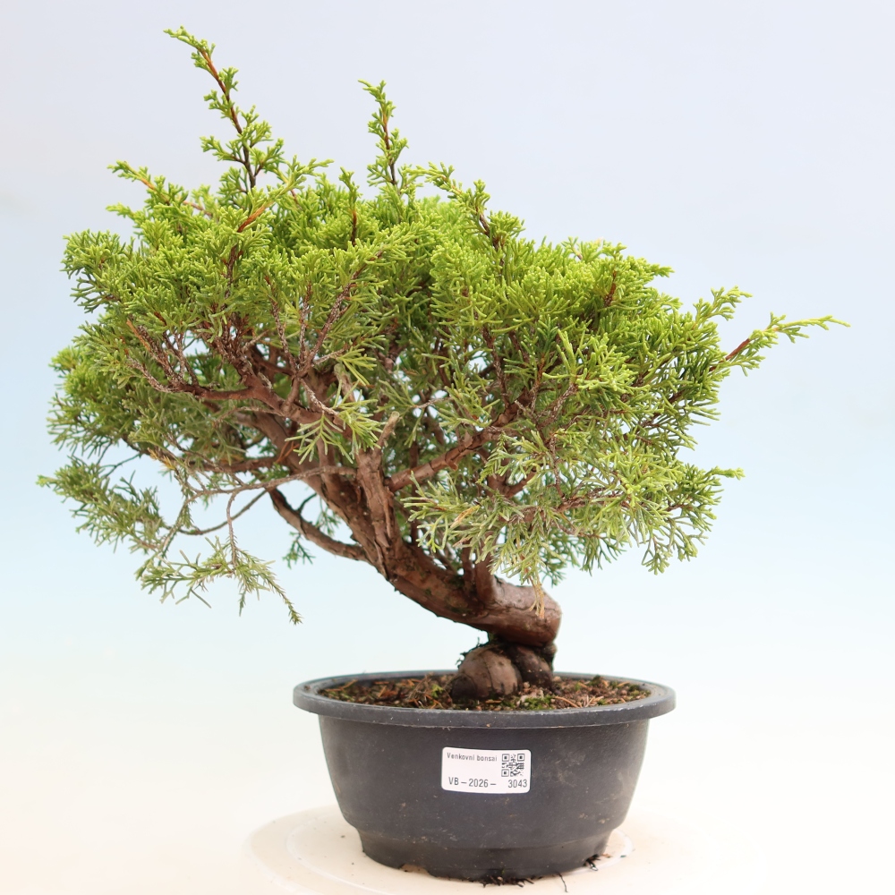 Venkovní bonsai - Juniperus chinensis Itoigawa-Jalovec čínský