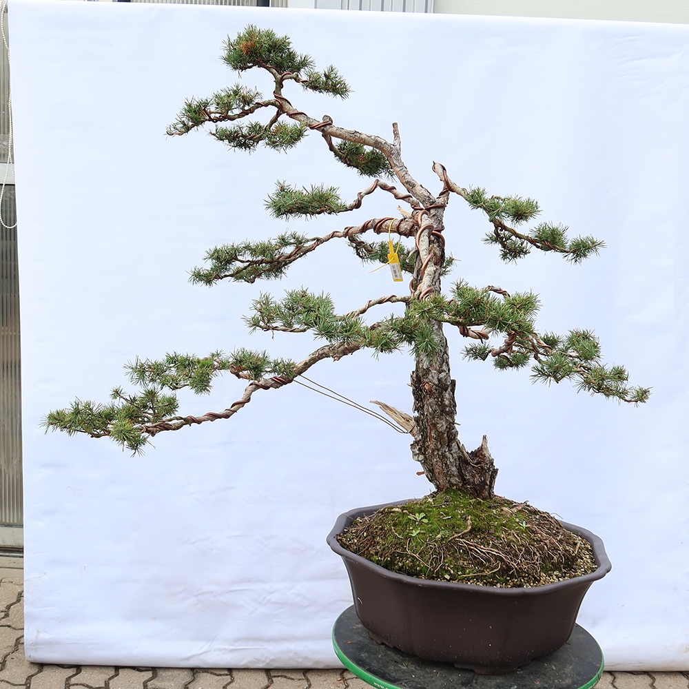 Pinus sylvestris Španělsko - borovice lesní