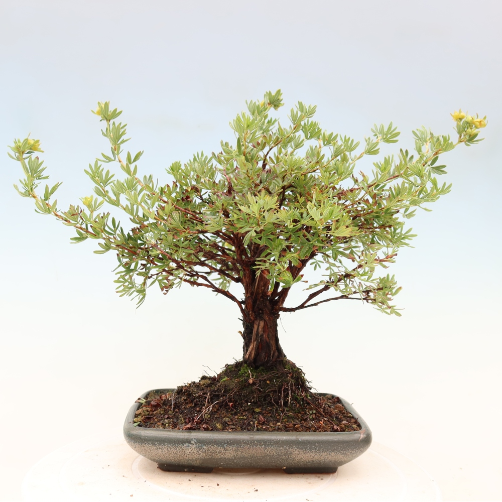 Venkovní bonsai-Mochna křovitá - potentila fruticosa 
