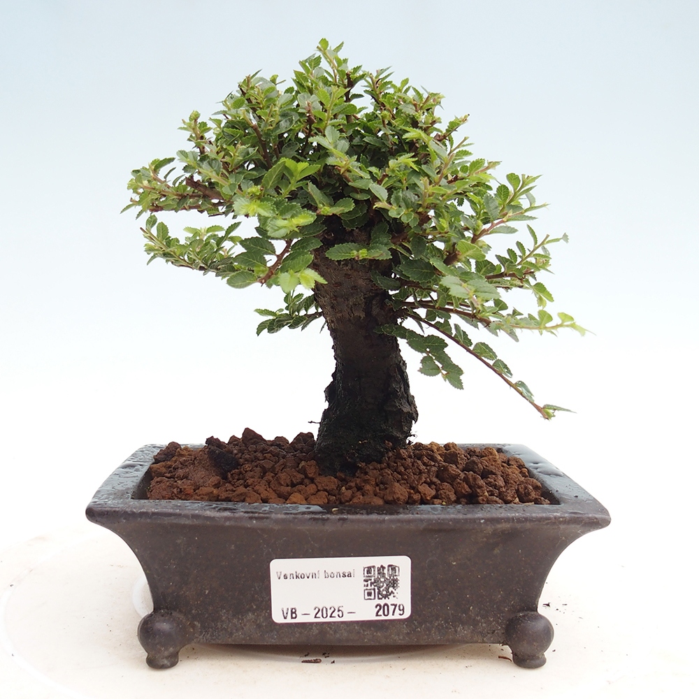 Venkovní bonsai - Ulmus parvifolia Hokkaido - jilm Čínský