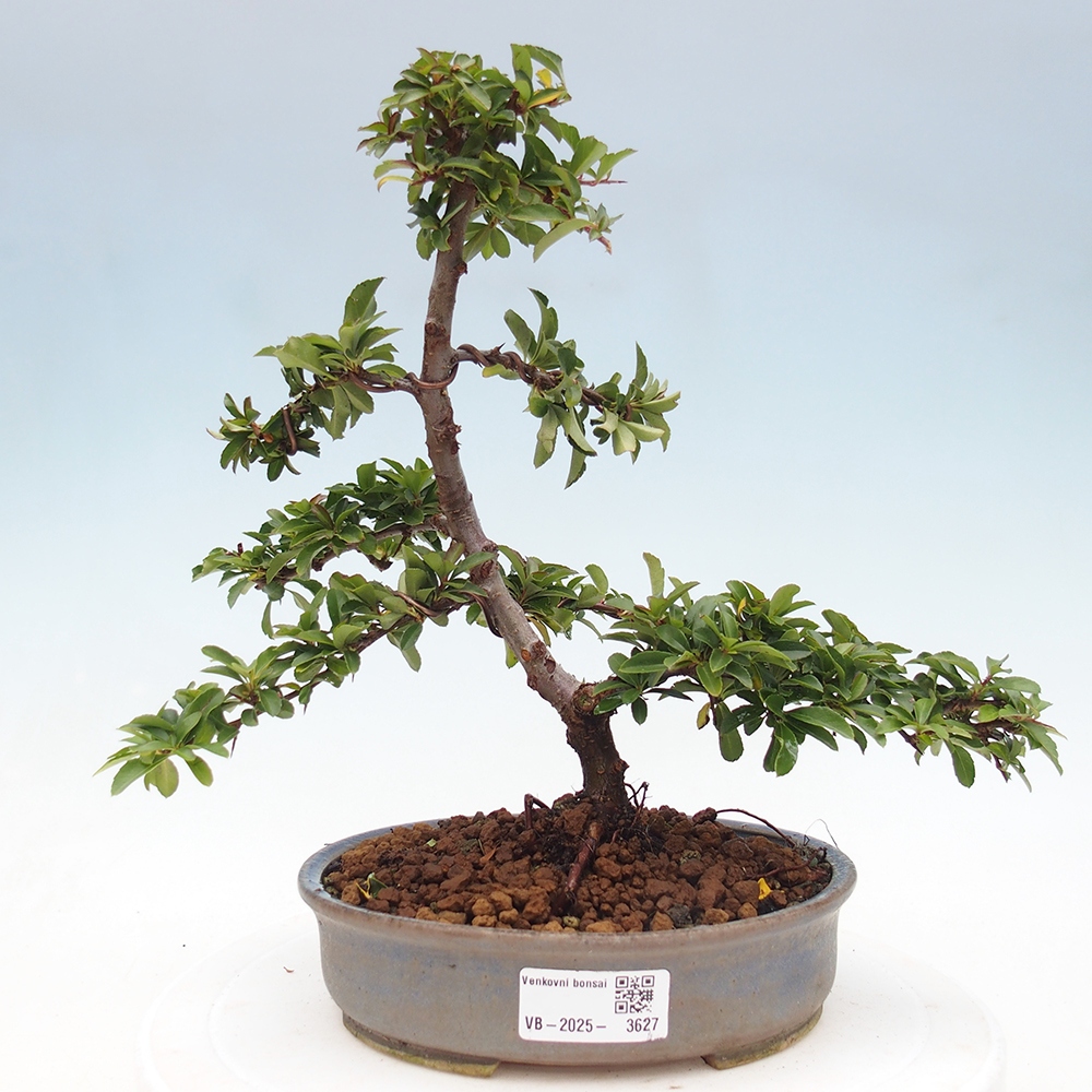Venkovní bonsai-Pyracanta Teton -Hlohyně