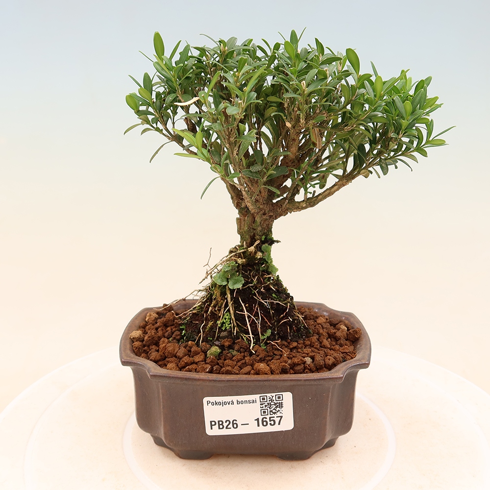 Pokojová bonsai - Buxus harlandii -korkový buxus