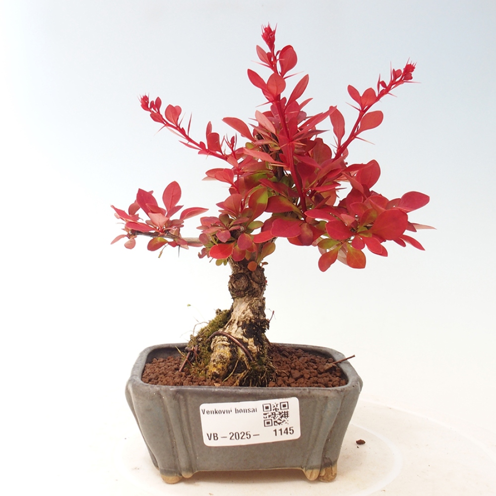 Venkovní bonsai - Berberis thunbergii Kobold - Dřištál Thunbergův