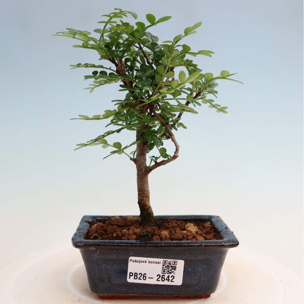 Pokojová bonsai - Zantoxylum piperitum - pepřovník
