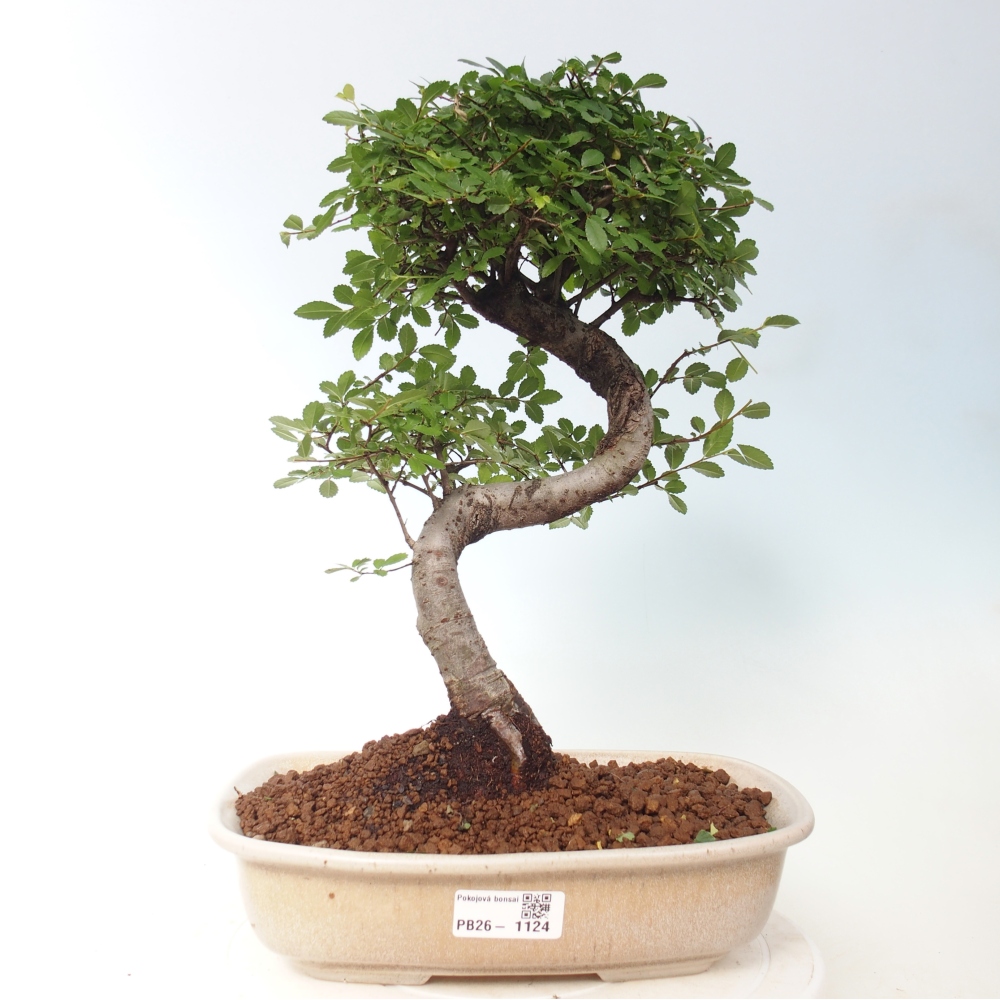 Pokojová bonsai - Ulmus parvifolia - Malolistý jilm