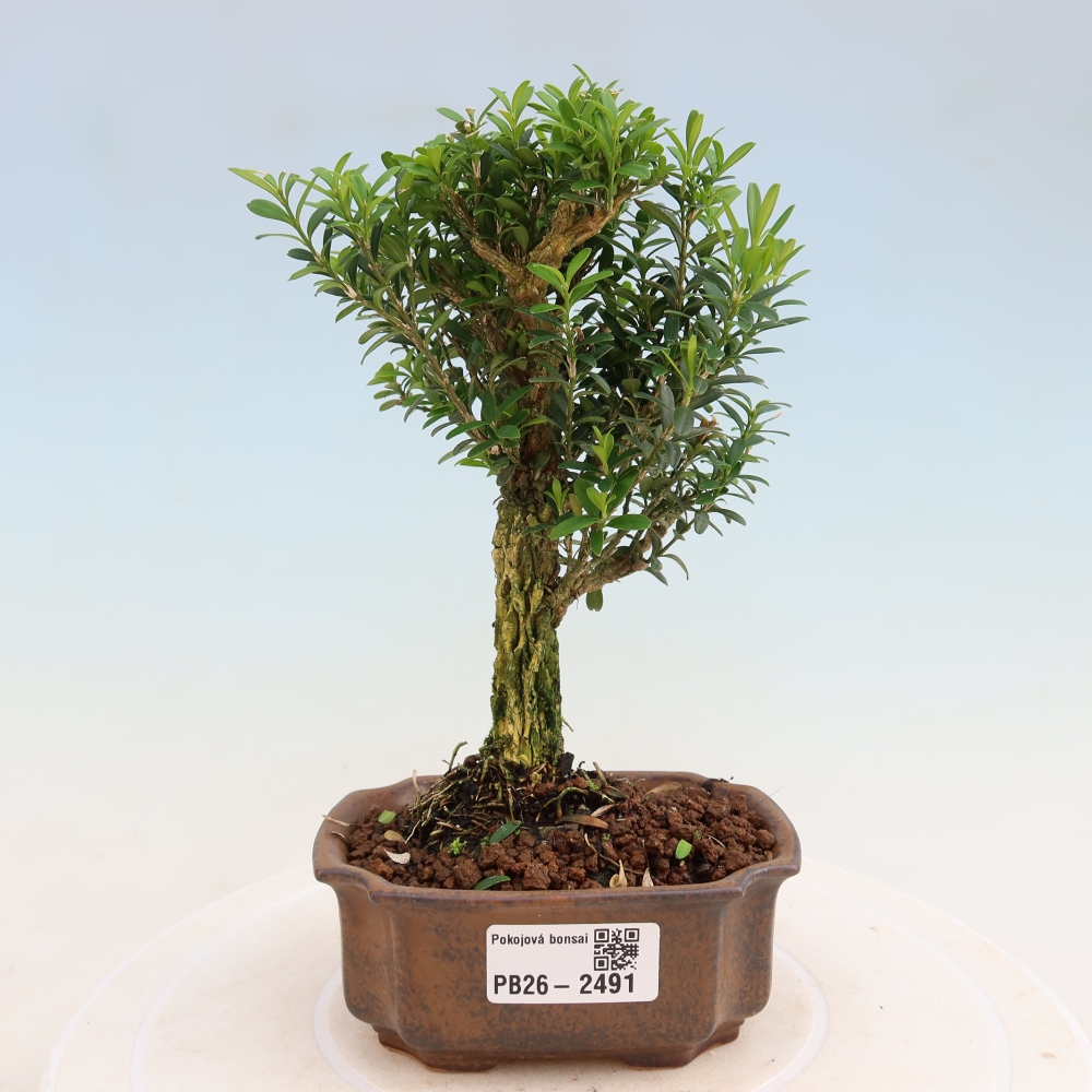 Pokojová bonsai - Buxus harlandii -korkový buxus