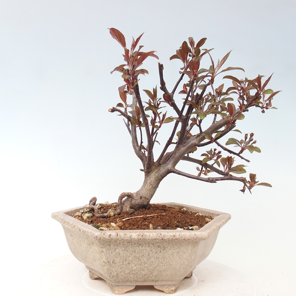 Venkovní bonsai -Malus domestica - Maloplodá jabloň červenolistá