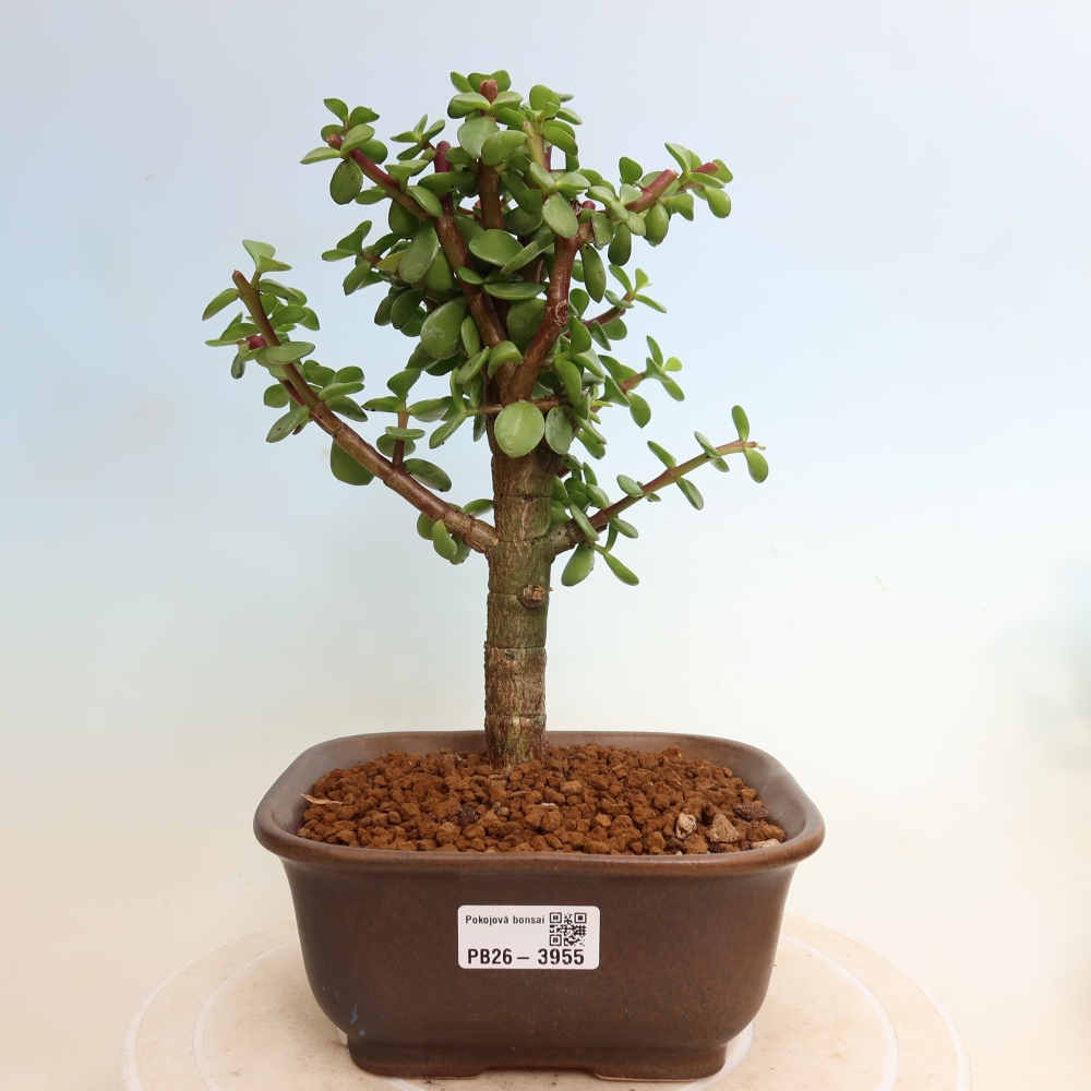 Pokojová bonsai - Portulakaria Afra - Tlustice
