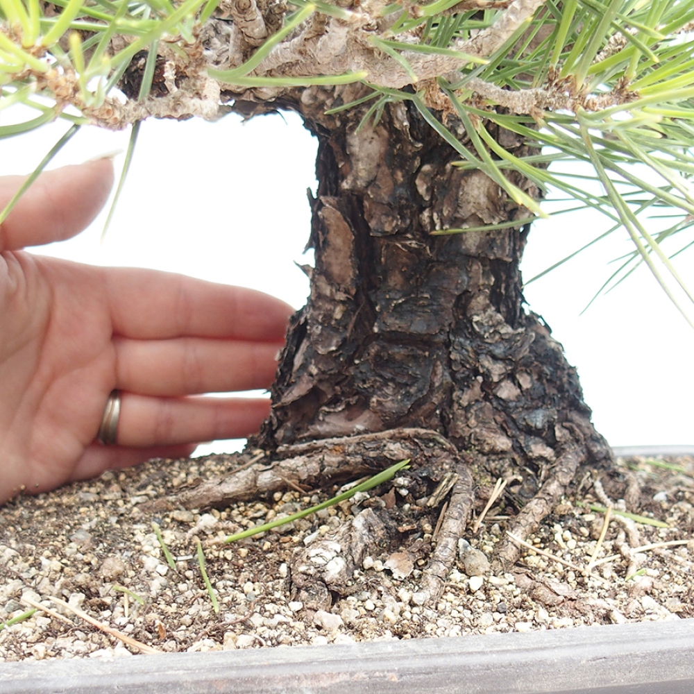 Venkovní bonsai - Pinus thunbergii - Borovice thunbergova