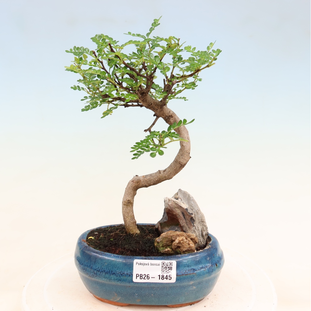 Pokojová bonsai - Zantoxylum piperitum - Pepřovník