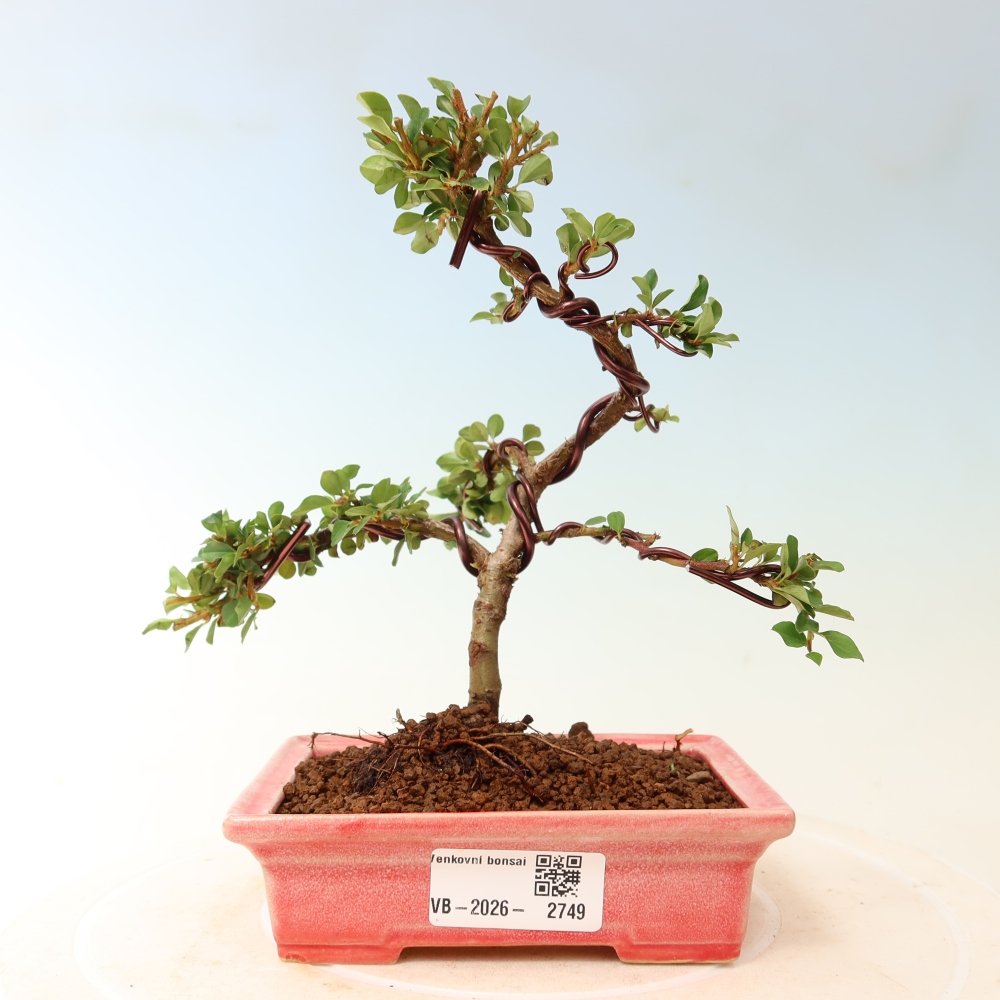 Venkovní bonsai - Cotoneaster horizontalis - Skalník