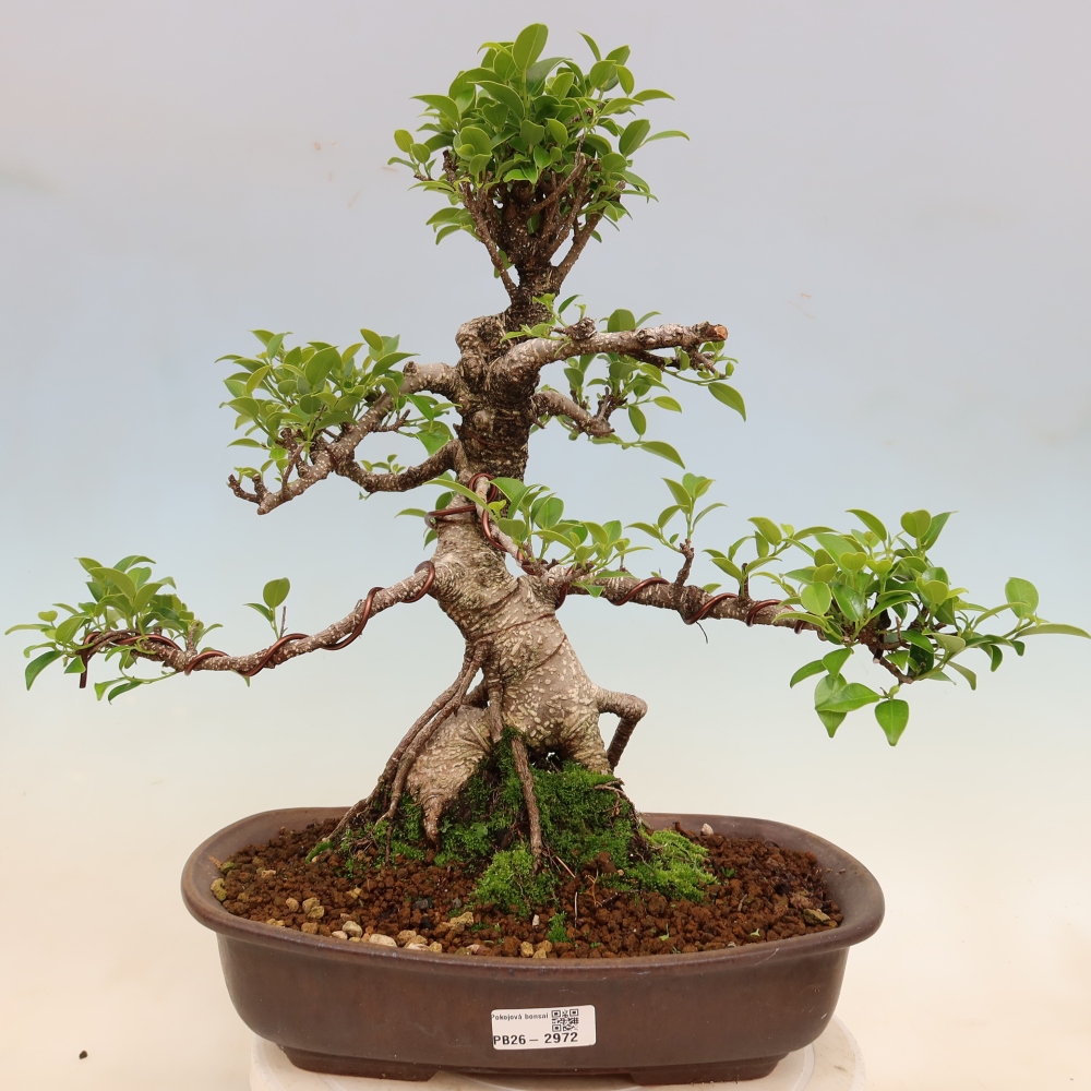 Pokojová bonsai - Ficus kimmen -  malolistý fíkus