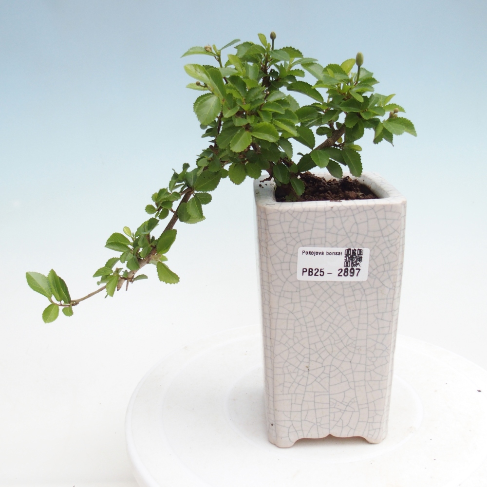 Pokojová bonsai - Grewia occidentalis - Hvězdice levandulová