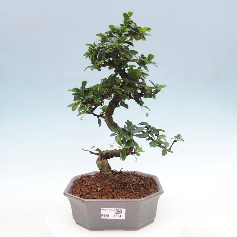 Pokojová bonsai - Carmona macrophylla - Čaj fuki